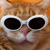 koolcattm