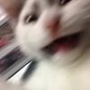 miau.aea8