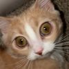 Queso 🐱🧀