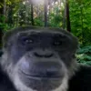 thkchonghia