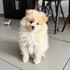 Rudy