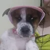 boiadeiramaya