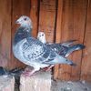 racer.pigeons.love