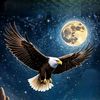 12naveed2