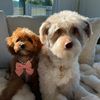 Stella Rose & Ozzie