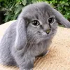 aferon_gd