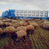 mmnn9210