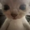 aimabitduoc22