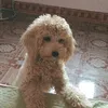 chuchuotcute14