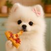 Fluffie_the_pom