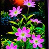 sadaf9220