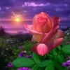 flor.do.campo891