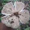 peteng.dedet.ro3