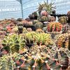 bosaran.catcus
