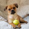 Milo the Puggle