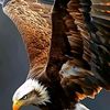 omar.afrah8