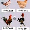 habte.biazn