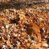 autumnvibes00