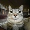 gatolegends