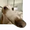 leandromacashipga