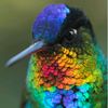 birdy5993