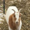 a.goat22