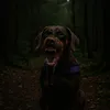 chocolatelady611