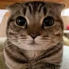 barfingkittyintestines