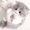 kittyy.0152