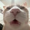 i_like_turtles163