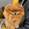 pennypom6
