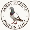 Arbi rascer pigeon Loft
