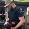 texas.gamefowl