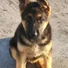 darko.stepanovic7