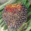 junet1100