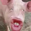 ua.ni1