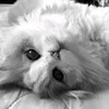 ilovetik349