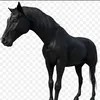im_just_a_arabian