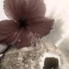 notification_livetiktok4