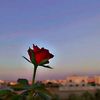 wiss_ou01