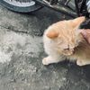 Dika