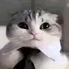 _4484199