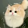 its._.may._.adoptme
