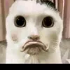 tikto013584