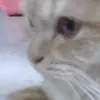 itsylaise