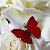 alyy_663