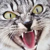 chatmchant6