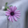 8000go
