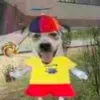 perrito82288