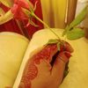 অচেনা মানুষ